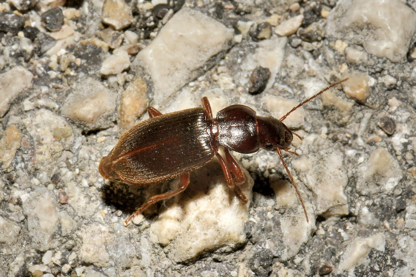 Carabidae: Ophonus sp? No, Scybalicus oblongiusculus